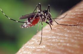 Can mosquitoes spread COVID-19? WHO says no – Nelson Star