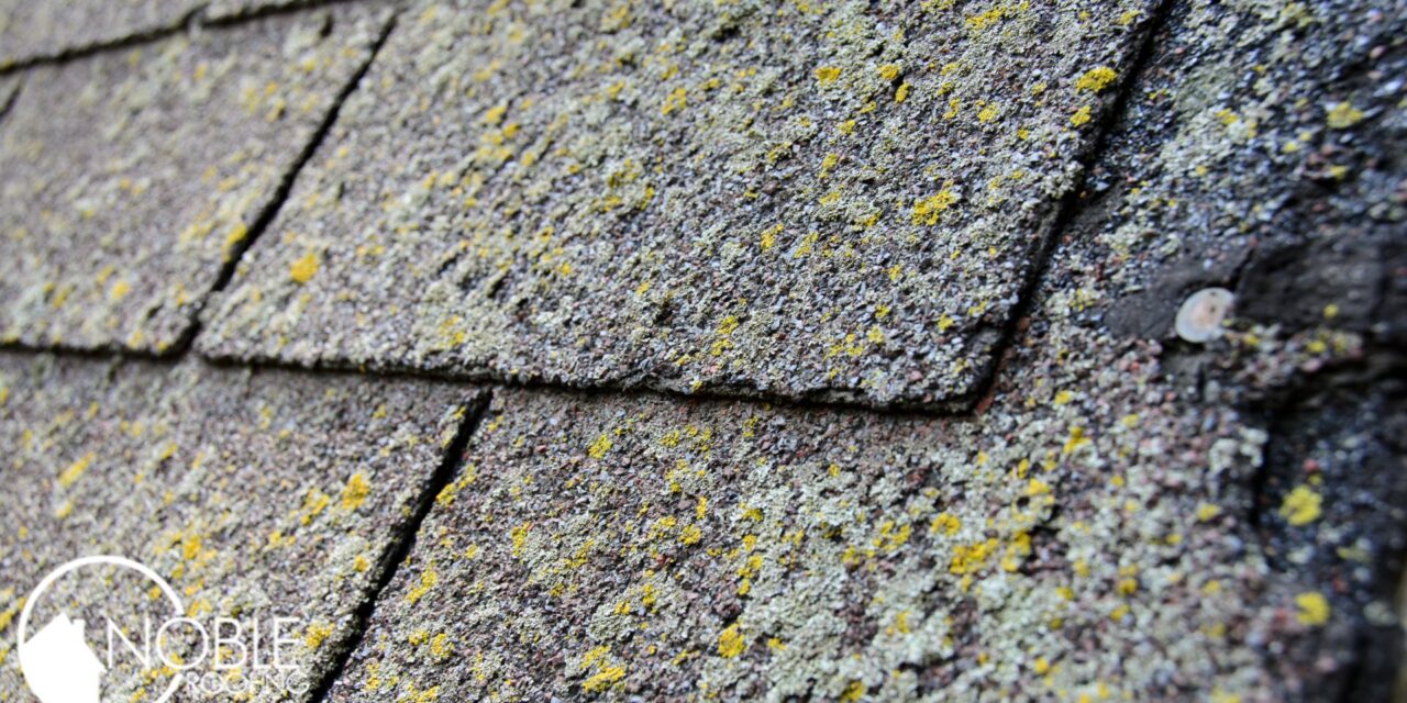 Is Moss on My Roof a Bad Thing?