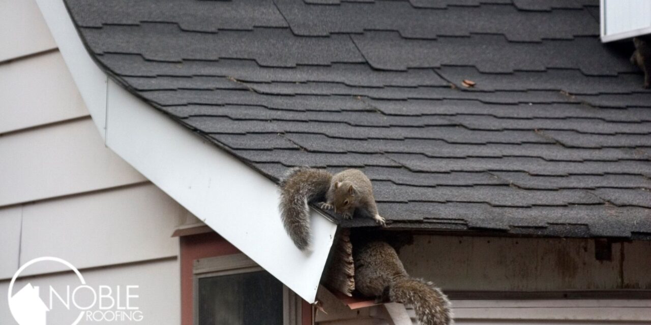 Can Squirrels Live In Your Attic?
