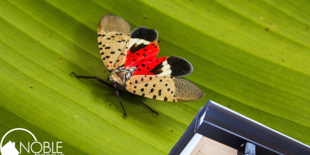 Can the Spotted Lanternfly Clog Your Gutters?