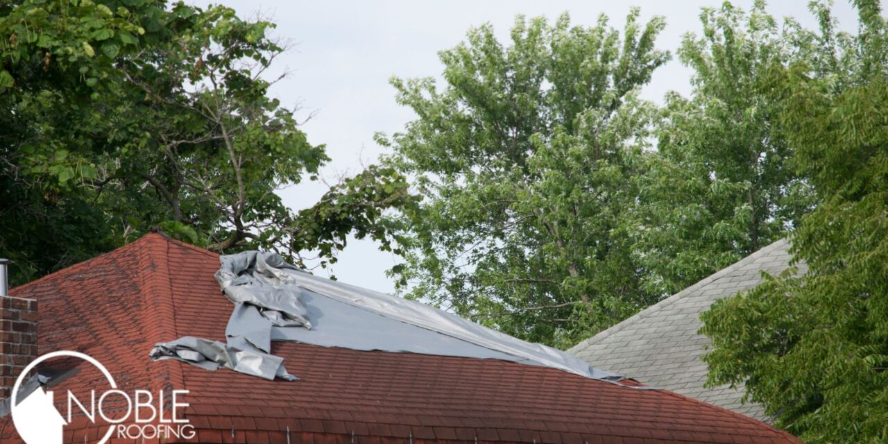 Are Your Trees Putting Your Roof at Risk?